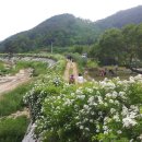 꽃 음악회 이미지