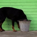 계산동물병원 이미지