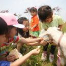 농업회사법인 연천산양랜드 주식회사 | 농촌진흥청 여름철 낙농 체험 목장으로 떠나는 힐링여행 45곳 소개