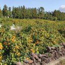 나무생각펜션 이미지