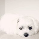 센텀동물병원 이미지