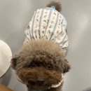 말티와푸들이사는집 | 강아지 심장병 (MMVD) 이첨판폐쇄부전증 B2단계 _노견 심장질환 관리 10살 푸들 건강관리