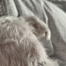 올케어 동물의료센터 이미지