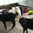 태성농장1 이미지