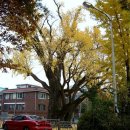 방학동 은행나무 이미지