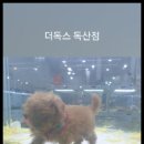 더독스 강아지분양 서울 이미지