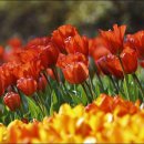튜울립 이미지