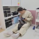 로얄캣 | 강남고양이미용실 - 로얄캣 이용후기