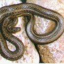 한국의 뱀 종류 이미지