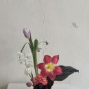 보로하 이미지