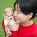 더펫샵 | 무주펫샵 말티푸 선택 전 꼭 확인했던 기준과 반려견 맞이 후기