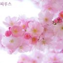 미호의파피루스