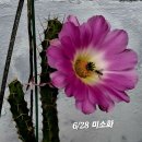 미소화