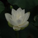 푼다리카 이미지