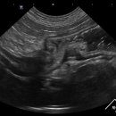 제주24시숨동물의료센터 이미지