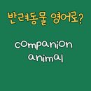 컴페니언 도그 이미지