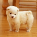 뚱강아지 이미지