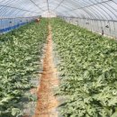 매향농장 이미지