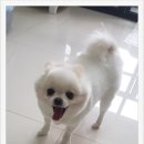 더 편하개 이미지