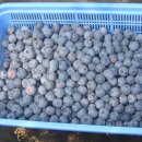 호랑이농장 이미지