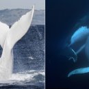 (주)알비노 이미지