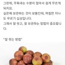 무화과 잘 씻고 보관하는 방법 이미지