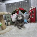 한이네안심분양센터 | 행궁동고양이분양 고민된다면? 수원고양이분양드림캣안심분양센터 직접 상담 후기