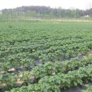 감자서리 이미지