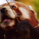 레드팬더 이미지