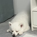 퍼피스테이 | [반려견 동반 숙소] 강아지도 수영가능! 태안 퍼피스테이_ 퍼피 A동 101호, 수영장, 무한리필 바베큐...