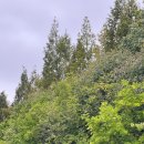 천년의 숲 화장실 이미지