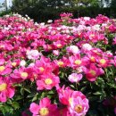 모란이피기까지 이미지