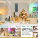 힐링캐터리 이미지