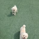 어안이 멍멍 | [만수동/애견미용]어안이멍멍 애견미용 두번째 방문후기