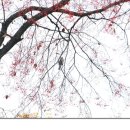 희망의 나무 休 이미지