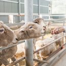 투데이목장 이미지