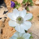 아네모네 이미지