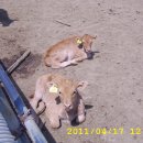 송아지농장 이미지