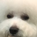 펫을 부탁해 이미지