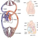 모세혈관이 튼튼해야 건강하다 이미지