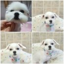 오도꾸 애견샵 이미지