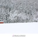 웰컴투목장 이미지