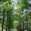 황토메타길 이미지