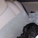 정철동물병원 이미지