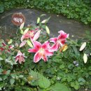 만수산자연휴양림 이미지