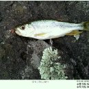 도장천 이미지