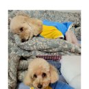 쉬리펫살롱 이미지