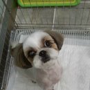 멍이가 웃통벗는날 이미지