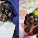 고수 동물병원 이미지