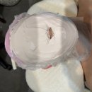 [송파] 문정역 피부관리 가꾸는 동안 피부 두피, 비대칭 윤곽관리 에스테틱 후기